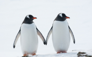 «Природа закрила очі»: пінгвіни-геї «усиновили» чуже дитинча