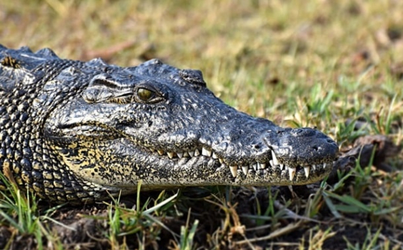 На популярному українському курорті виявили крокодила