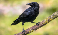 Птахи можуть наслати прокляття на людину: що заборонено робити 24 жовтня