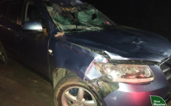 Вночі біля лісництва водій авто на смерть збив червонокнижного лося 