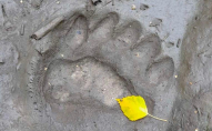 У Рівненській області знайшли сліди ведмедя. ФОТО