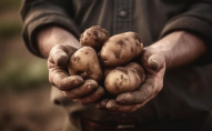 Коли потрібно копати картоплю, щоб вона довше зберігалась
