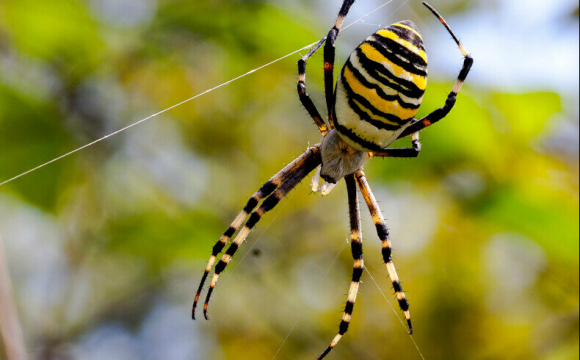 На Закарпатті знайшли отруйного павука-канібала. ФОТО