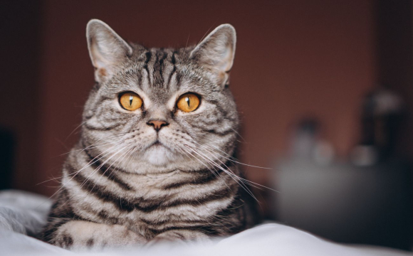 Як коти захищають ваш дім: 10 ознак