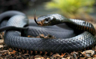 31-річну жінку змія вкусила за стопу: потерпіла потрапила до реанімації