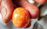 Рибалка знайшов рідкісну помаранчеву перлину: ціна знахідки - $300 тисяч. ФОТО