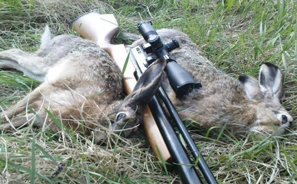 За вбитого зайця волинянин мусив сплатити 8000 гривень