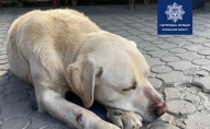 Патрульні поліцейські у Луцьку допомогли собаці віднайти господаря. ФОТО