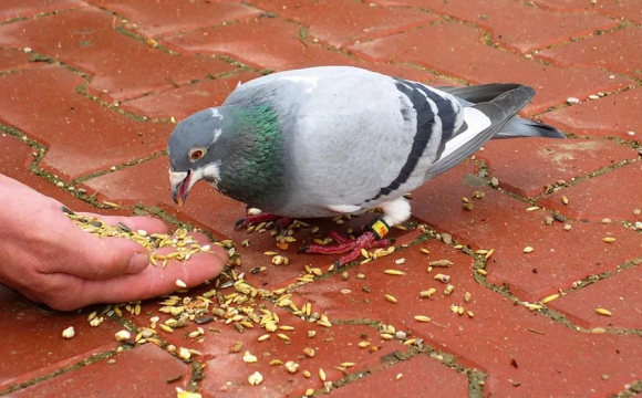 Поліція оштрафувала студента за годування голубів. ФОТО