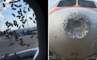 Через бджіл, які оселилися в літаках, довелося скасувати декілька рейсів