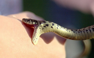 Як уберегтися від укусів змій та що робити, якщо укусив плазун: правила