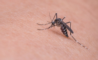Чим небезпечні укуси комарів