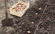 Коли треба садити картоплю, щоб був хороший урожай