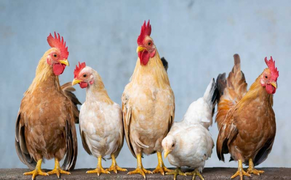 Україна різко скоротила експорт курятини та яєць