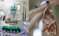У Китаї виявили нові коронавіруси у кажанів