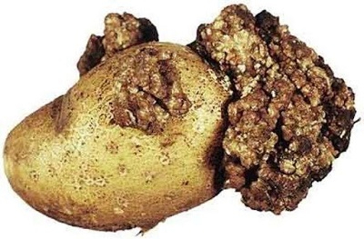 Через небезпечну хворобу картоплі на Волині запровадили карантин, їсти її категорично не можна. ФОТО