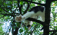 Місія нездійсненна: напівголий чоловік хотів врятувати кота, але впав з дерева. ВІДЕО