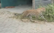 Жертвами леопарда стали 15 людей: тварина гуляє вулицями міста