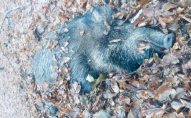 На Волині браконьєри незаконно вбили трьох косуль та самку кабана