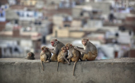 В Індії мавпи вбили 3-річну дитину
