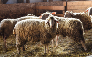 На волинській фермі собаки задушили вісьмох овець