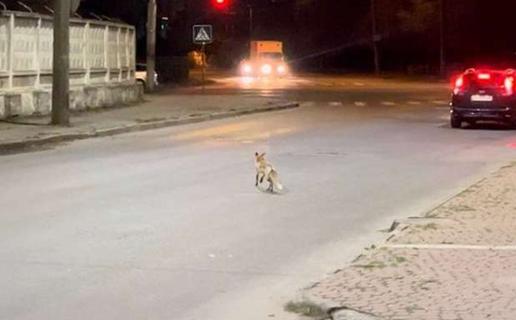 У Луцьку на вулицях нашестя лисиць: що відбувається