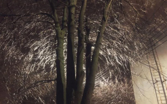 Льодяний дощ перетворив гілки дерев на павутину. ФОТО