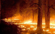 Волинянин спалив 14 гектарів лісу