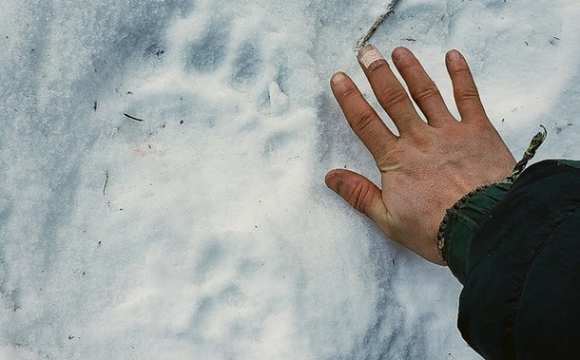 На Алясці ведмідь укусив туристку за сідниці