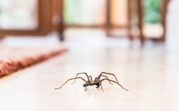 Чому не можна вбивати павука у будинку: прикмети та заборони