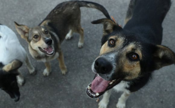 У селі власники притулку годували собак тілами тварин