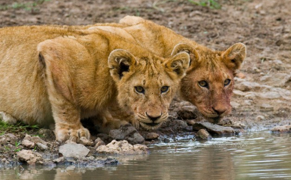 У сафарі-парку, за 20 метрів від джипа, леви розірвали гіда
