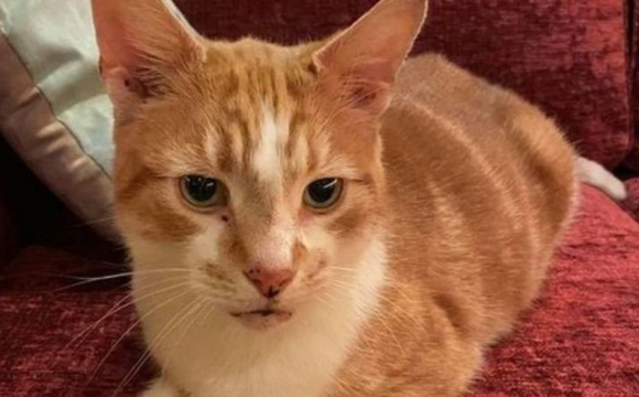 Загубили під час відпустки: кіт повернувся до господарів через 10 років