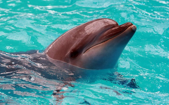 В одеському дельфінарії дельфін покусав дитину: батьки обурені. ВІДЕО