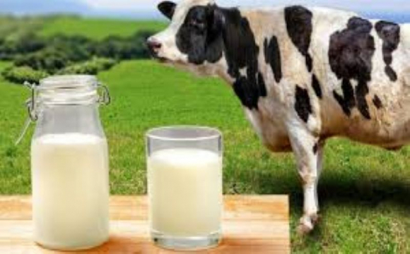 Молоко волинських корів будуть експортувати за кордон