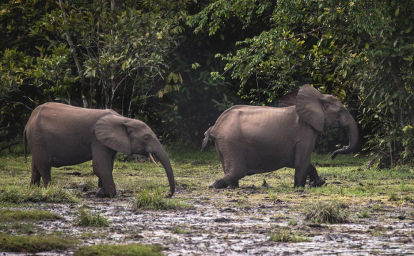 Африканські слони на межі вимирання: і їх, і їм лишилось небагато