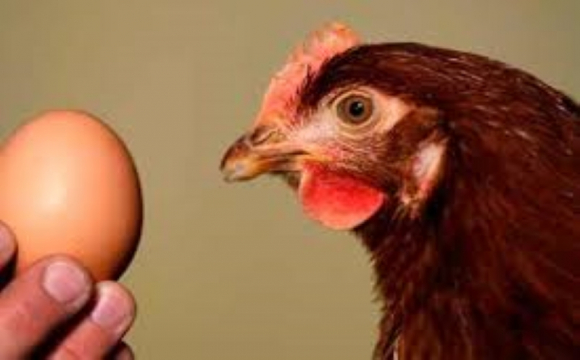В українських яйцях знайшли сальмонелу