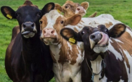 Суд у Швеції зобов'язав фермерів завести для корови подругу