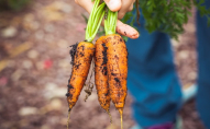 В Україні рекордне зростання цін на продукти: морква подорожчала вдвічі