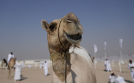 Медики попереджають про спалах «верблюжого грипу»‎