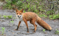 Тіла закопають: на Волині планують відстріляти майже 700 лисиць