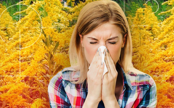 Прокляття для алергіків: як пережити пік небезпечного цвітіння амброзії