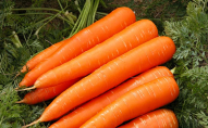 Як правильно збирати моркву, щоб вона довго зберігалася