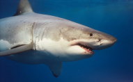 Біла акула напала на 50-річного чоловіка та відкусила йому голову