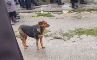 На Волині собака востаннє зустрів загиблого Героя: зворушливе відео