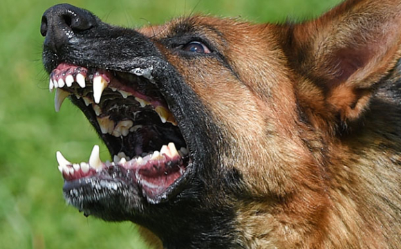 В Україні затвердили перелік небезпечних порід собак: перелік