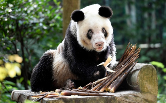 Померла найстаріша у світі панда