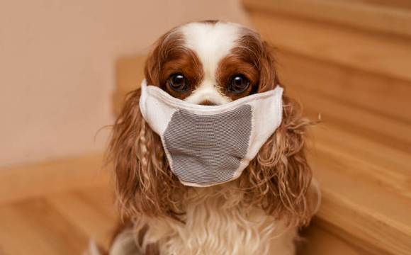 Одягнула маску: жінка «рятувала» собаку від коронавірусу у супермаркеті. ВІДЕО