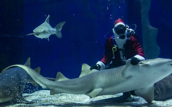 Санта разом з ельфами занурилися у акваріум до акул. ВІДЕО
