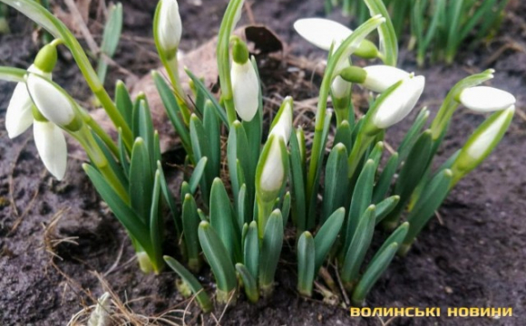 Подих весни: у Луцьку розцвіли перші підсніжники. ФОТО